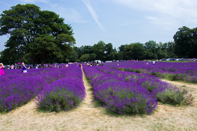 Mayfields Lavender Farm on Pull Down The Moon