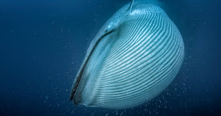blue whale, blue whale engorged