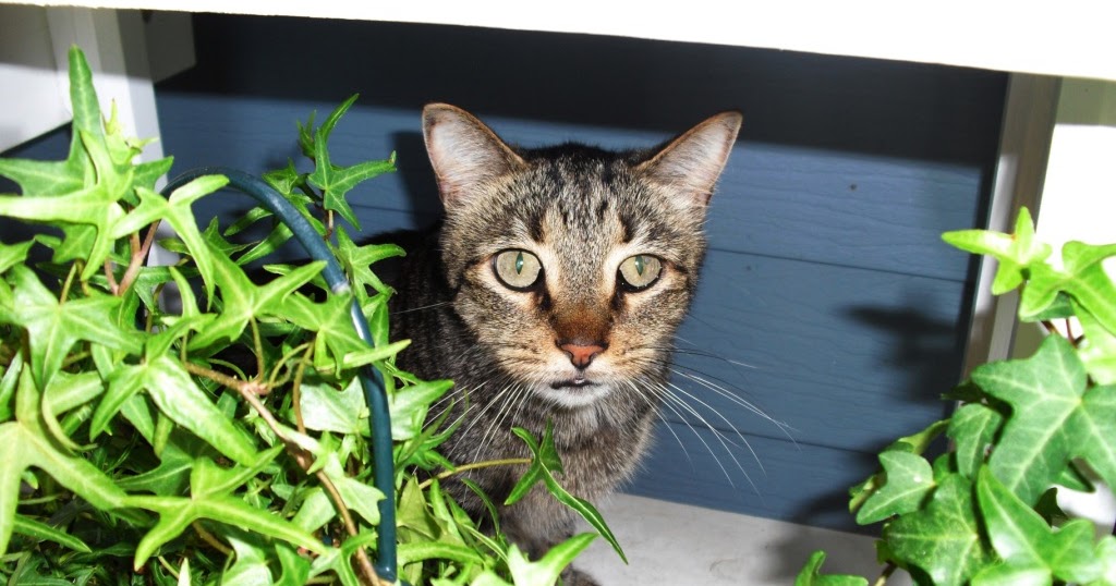 Life Among the Leaves Remembering Cats Among the Leaves
