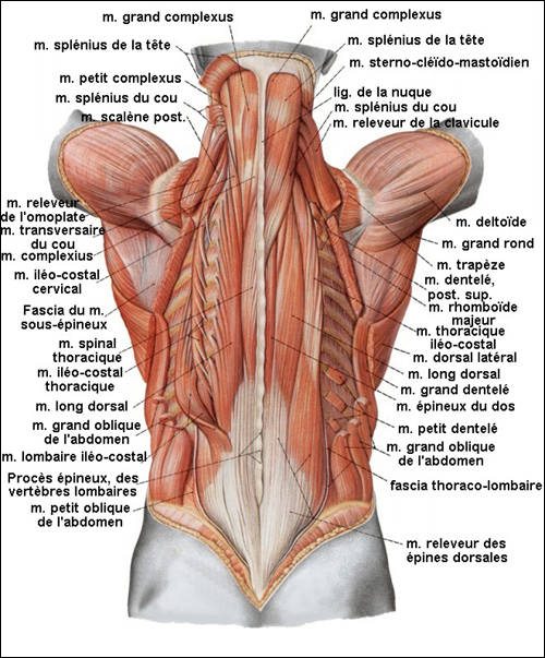 Muscles du dos - Profonds Muscles du dos - Profonds