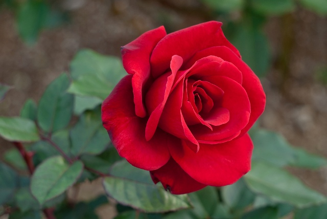 Pic Of Flowers Red Roses Pic Of Flowers Red Roses
