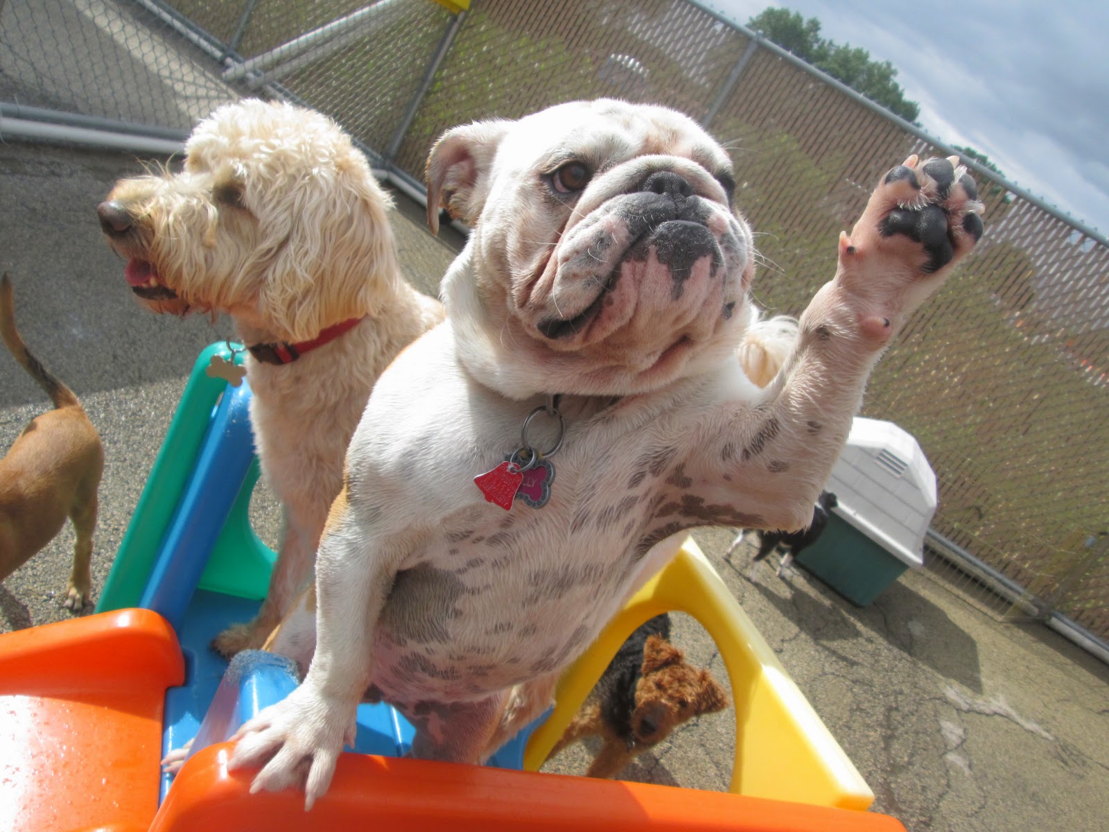 All About Our Pets 3 Benefits of Puppy Play Dates