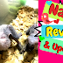 Name REVEAL!! Baby Timneh African Grey UPDATE! Bonus Video Included!