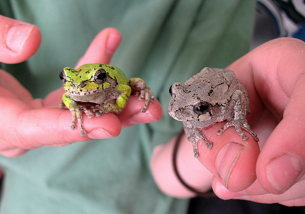 Earth and Space News: Hyla versicolor: Gray to Green Camouflages of