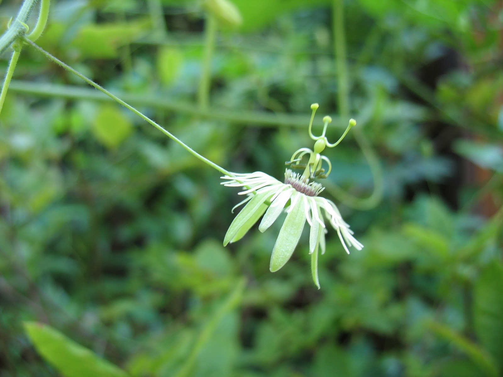 Using Native Plants Native Vines Grow on You