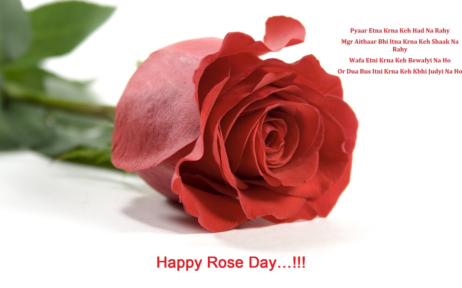 Happy Rose Day Wishes, Messages, Quotes and SMS For Girlfriend And