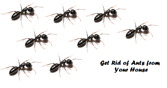 How to get rid of ants naturally from your house How to get rid of ants naturally from your house