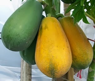 9 bài thuốc dân gian trị bệnh dạ dày