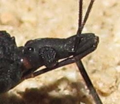 Arizona: Beetles, Bugs, Birds and more: May 2016