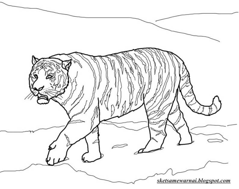 Sketsa Mewarnai Gambar Hewan Harimau Sketsa Mewarnai