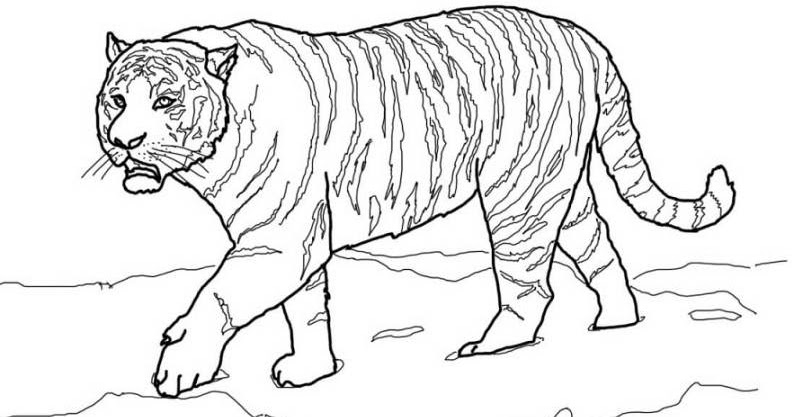 gambar mewarnai hewan harimau