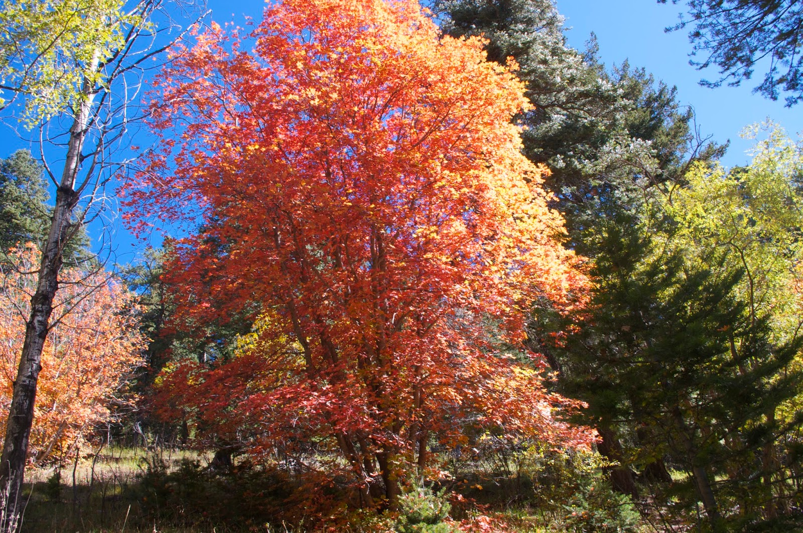 Southern New Mexico Explorer Apple Tree Canyon Trails( FT 5601,5601A