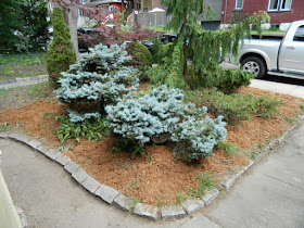 Leslieville Toronto front garden summer cleanup by Paul Jung Gardening Services after