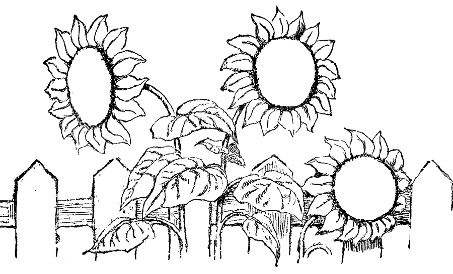 Free Coloring Pages Printable: Sunflower Coloring Pages Printable