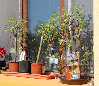 Beautiful willow trees growing really well Beautiful willow trees growing really well