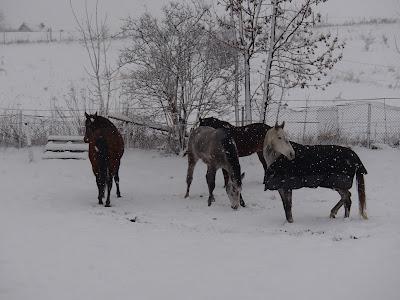 Konie, jazda konna w zimie