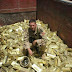 True Intentions of America in Attacking Iraq Revealed! It's not about Terrorism?