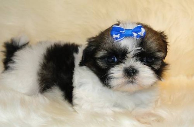 Filhote de shih tzu chorando muito