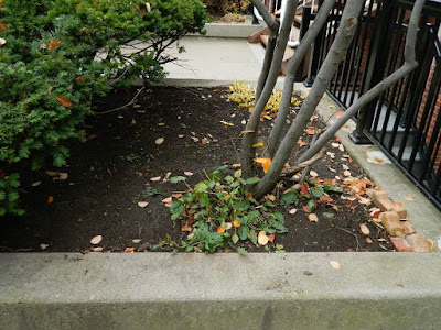 Toronto Garden District Courtyard Fall Cleanup After by Paul Jung Gardening Services--a Toronto Organic Gardener Toronto Garden District Courtyard Fall Cleanup After by Paul Jung Gardening Services--a Toronto Organic Gardener