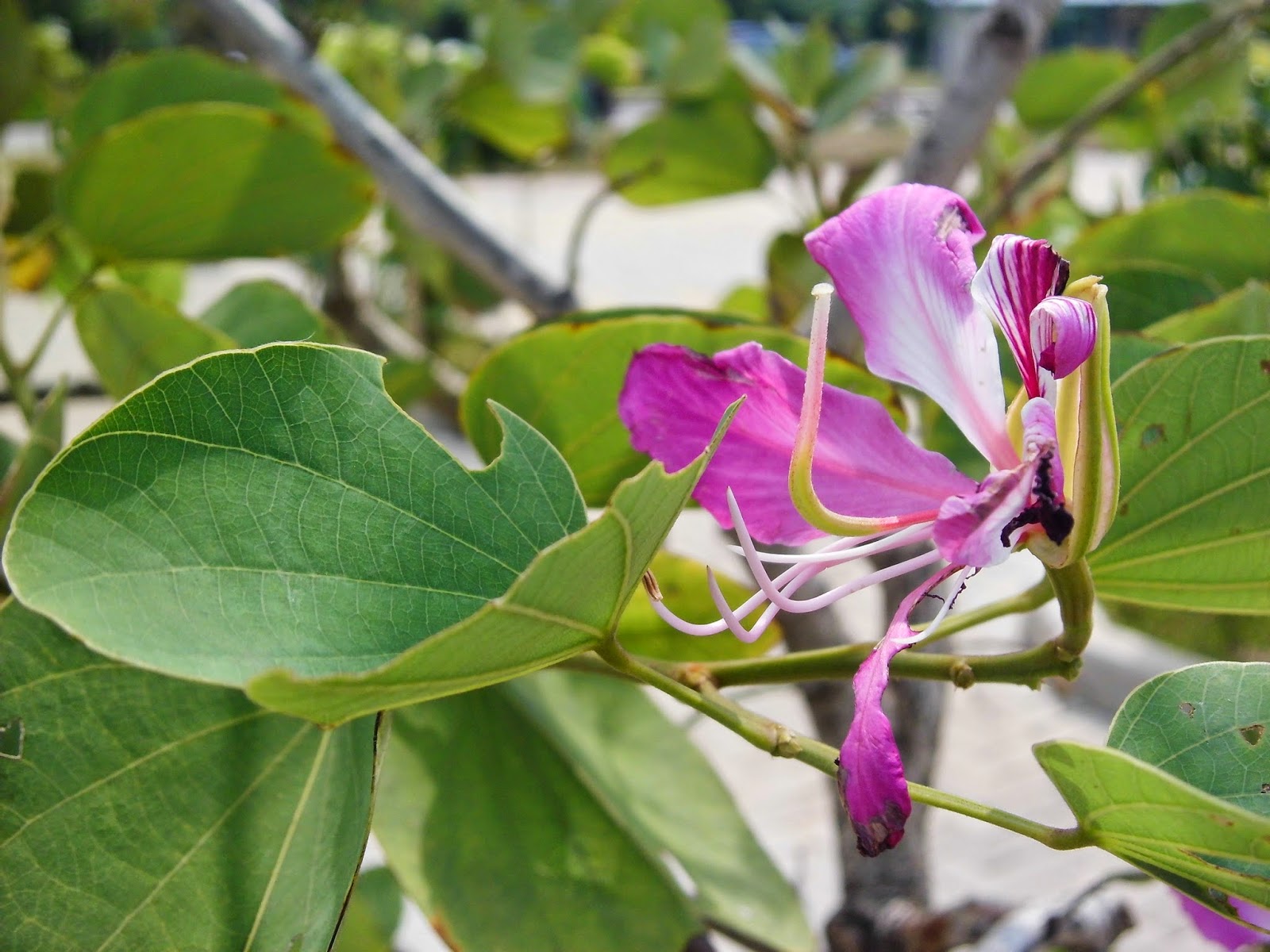 Bauhinia blakeana