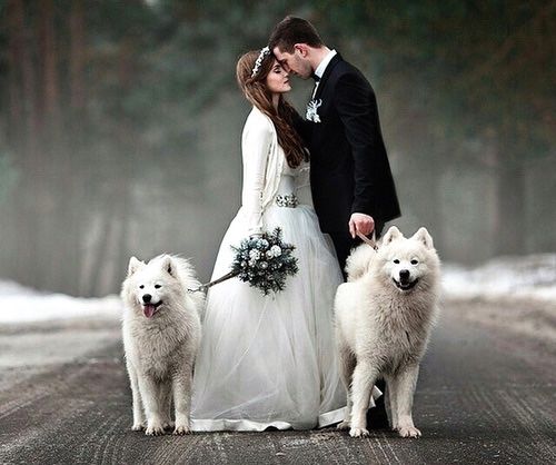 Beautiful winter scene with dogs in snow and married couple