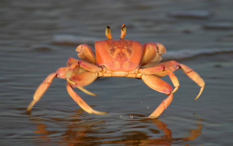 Kepiting berjalan mundur di laut