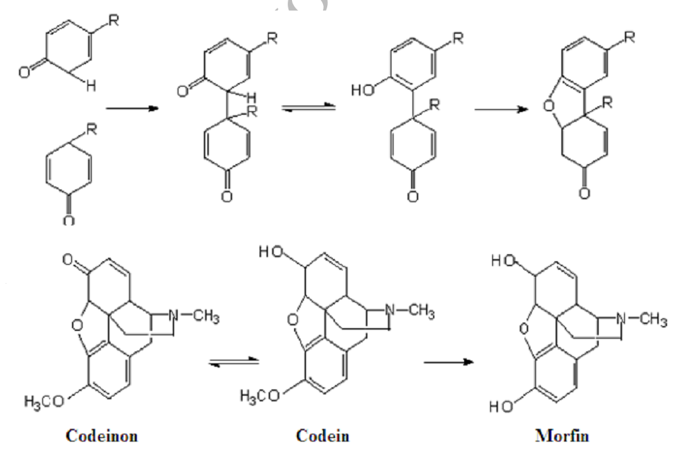 Кодеин формула. Алкалоид нелюмбин. Тригонеллин алкалоид. Алкалоиды с пикриновой кислотой. Ала 2 типа