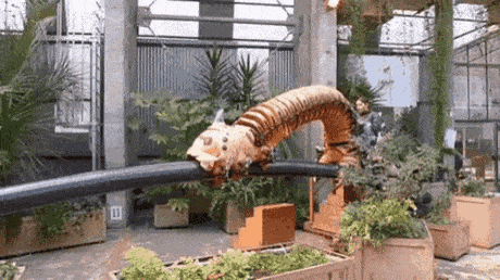 FaithfulSelfreliantAndalusianhorse-max-14mb.gif
