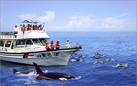 宜蘭 龜山島賞鯨船