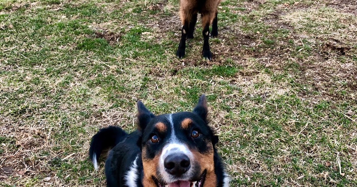 Big Ears Kennel Who's Got Bruno's Goat