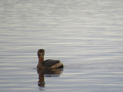 Sacramento National Wildlife Refuge