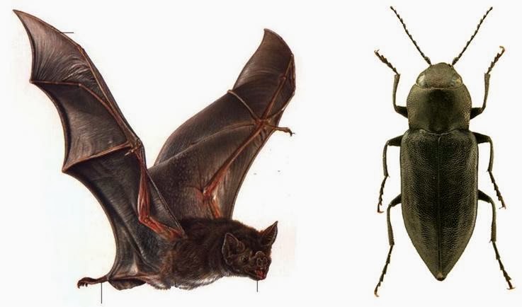 Batlass Insect Strike, Rattle, & Roll: Rattlesnakes' Superpower: Seeing in the Dark