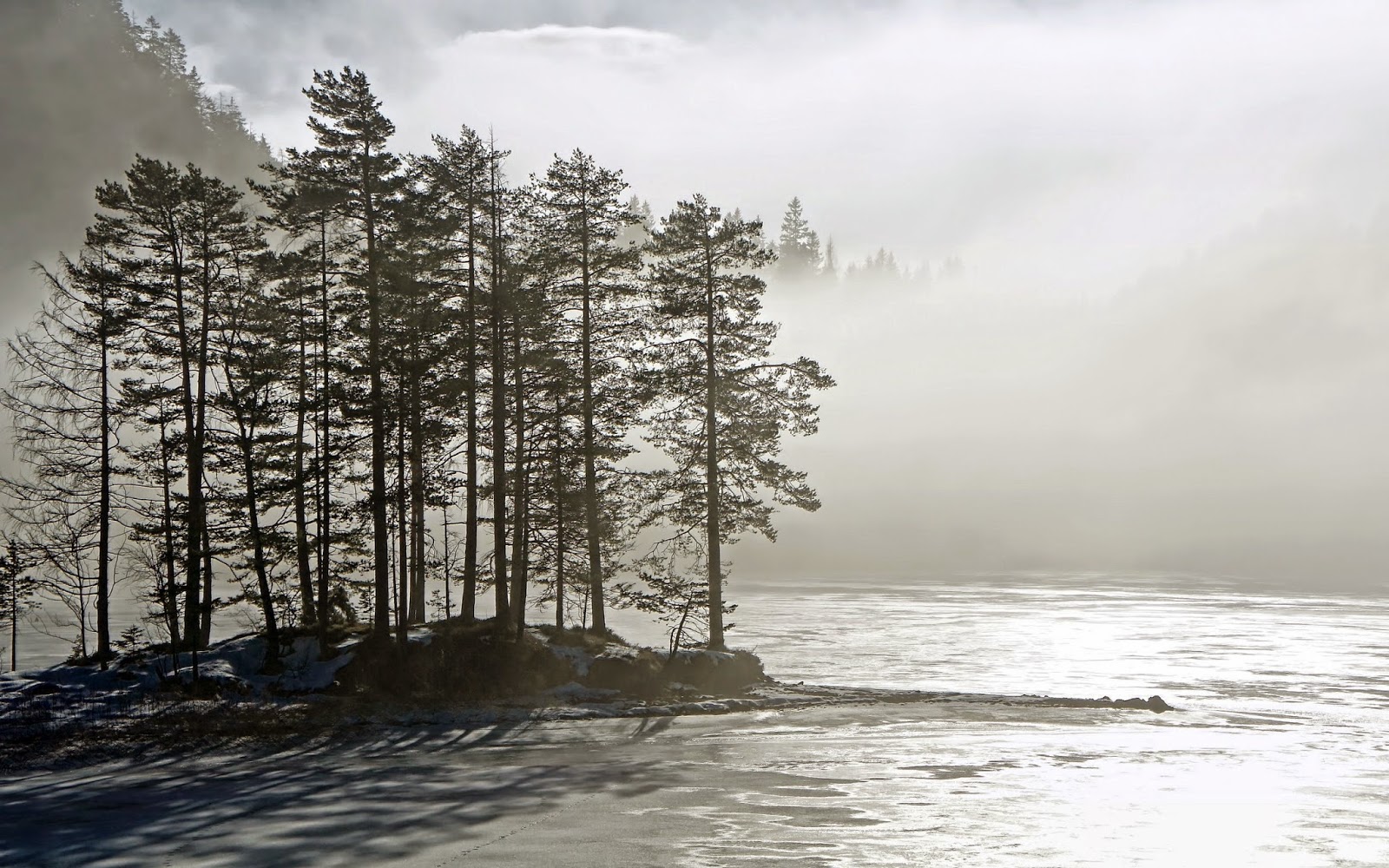 Tree in Water Wallpaper | Free Wallpaper