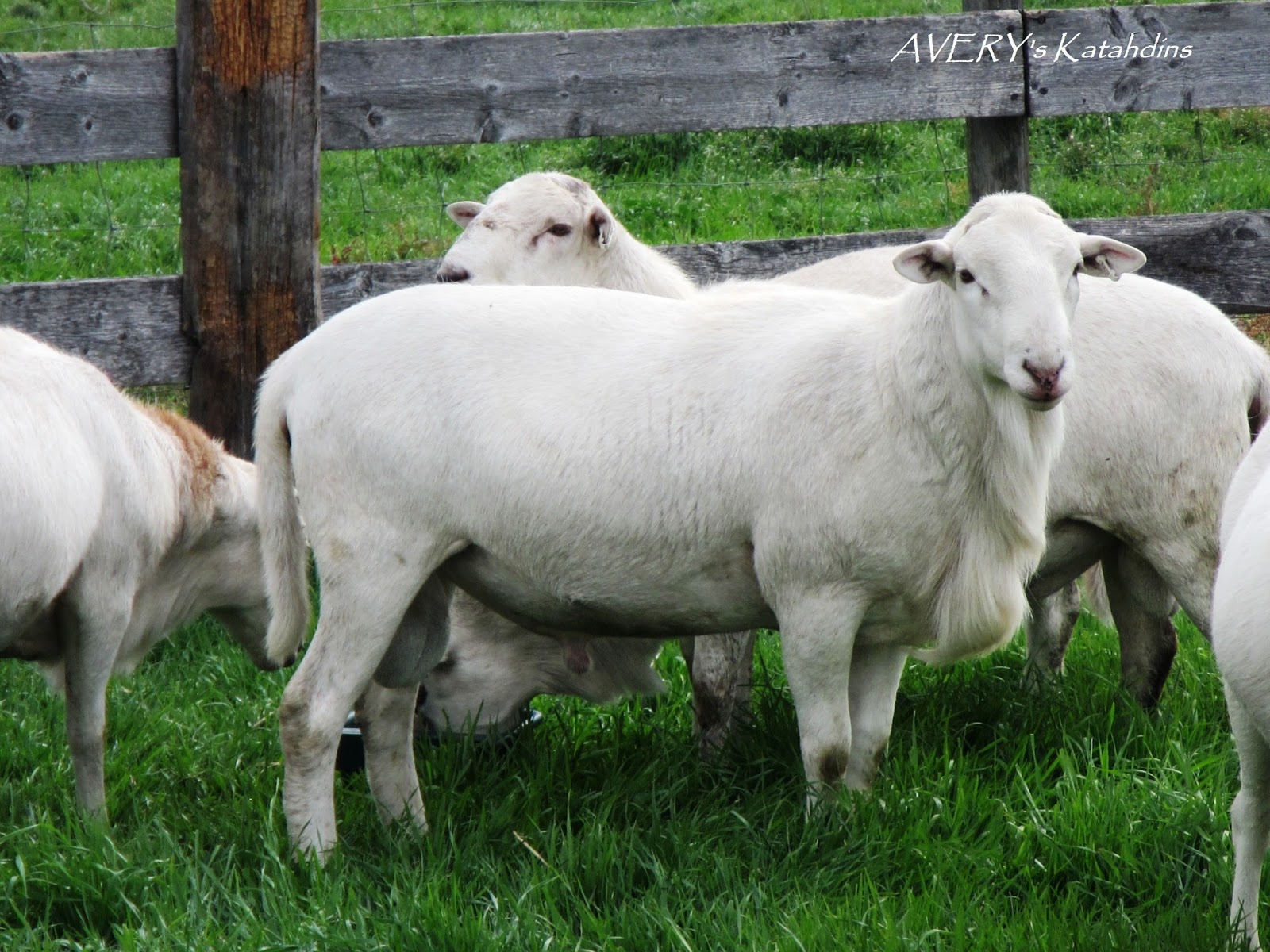 AVERYs KATAHDIN SHEEP 7 Outstanding Yearling Ram Lambs For Sale