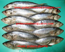 Indian Mackerel / Cá bạc má - Rastrelliger kanagurta