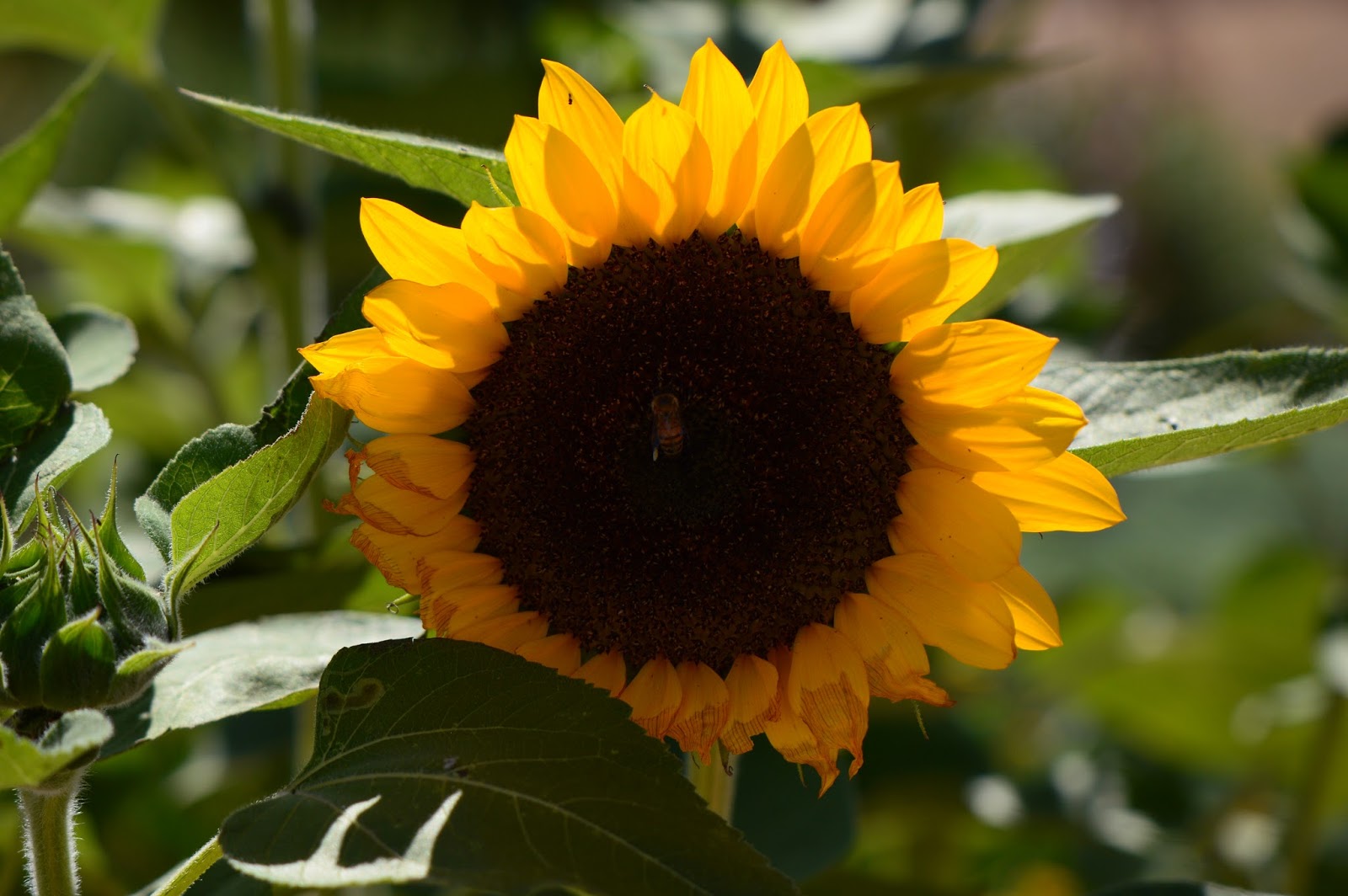 A Small, Sunny Garden Garden Bloom in April