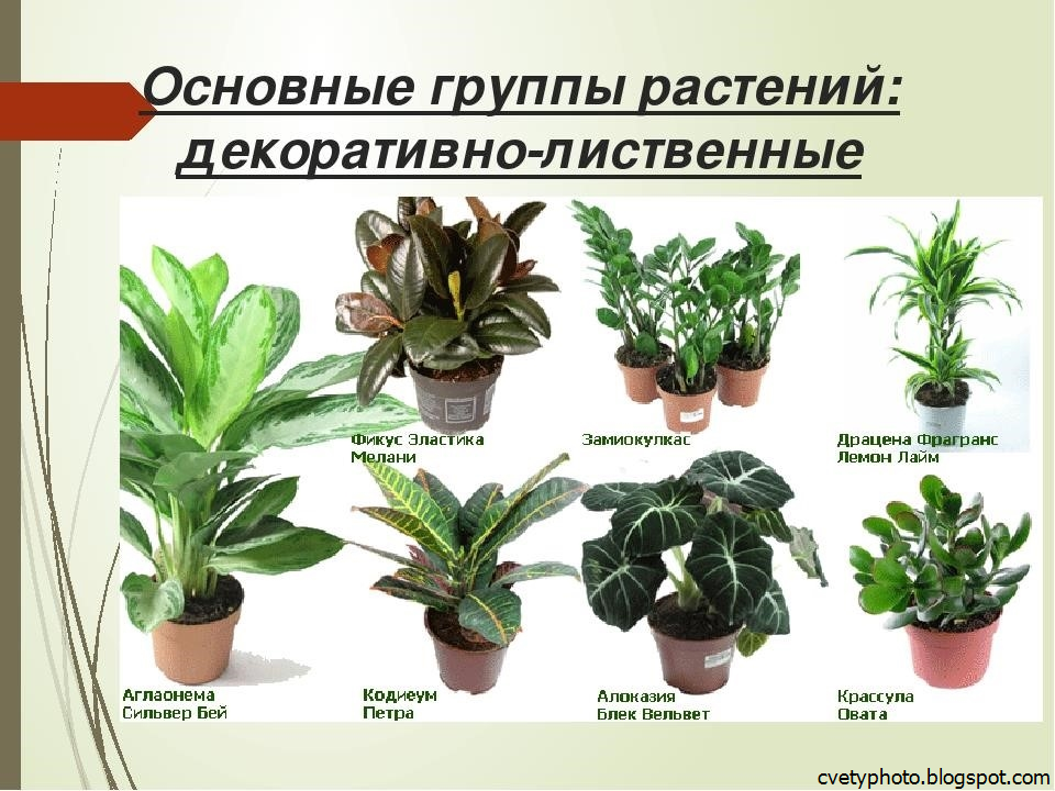 Популярные Комнатные Цветы Фото И Названия