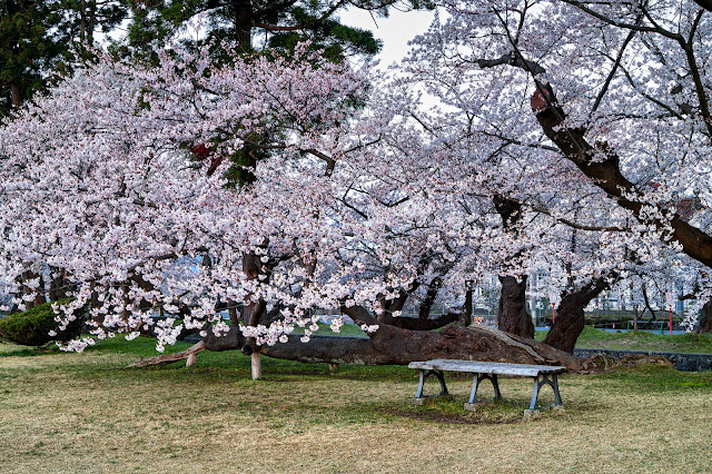 #photo #landscape #sigma #foveon #sdquattroh #japan #yamagata #tsuruoka #山形県 #鶴岡市 #山形帝國 #写真 #風景写真 #桜