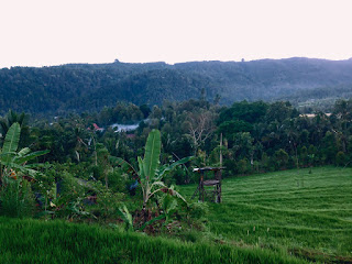 Views Of Rice Fields And Hills At Gunungsari Village, Buleleng, Bali, Indonesia
