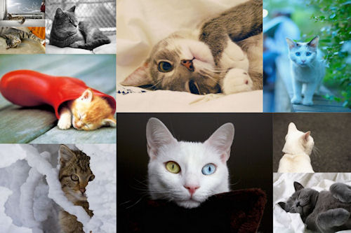 Fotos de gatitos muy tiernos III (12 imágenes gratis)