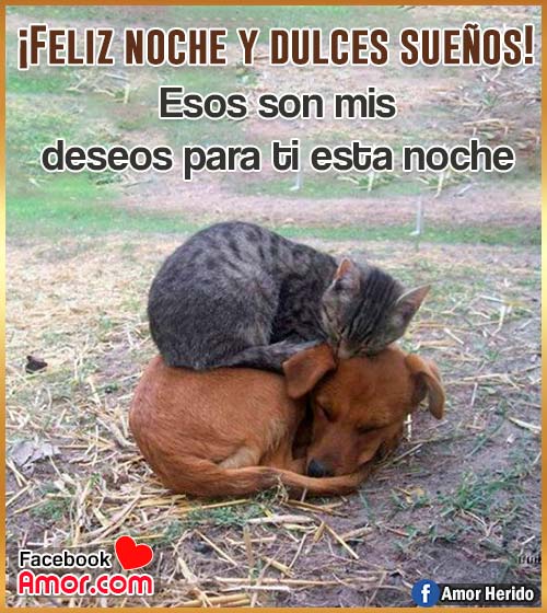 imágenes lindas de gato y perro imágenes lindas de gato y perro