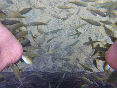 Fish Spa Body Rafting Sungai Citumang