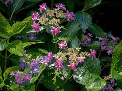 Ajisai (Hydrangea) flowers: Kita-kamakura