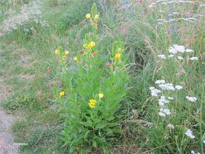 common evening primrose, Oenothera biennis, in Basel, Switzerland