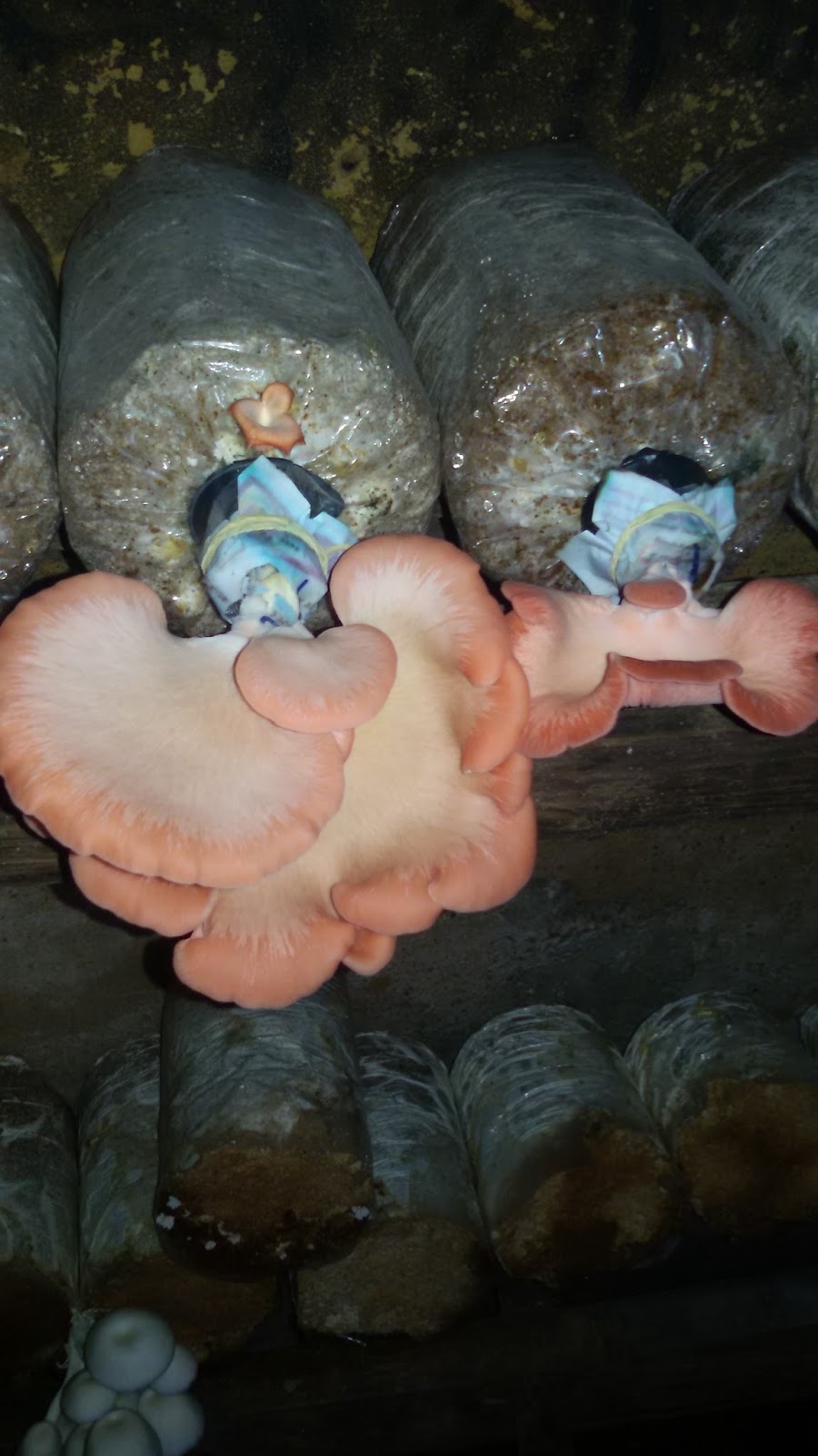 Mengenal Jenisjenis Jamur Tiram Jual Bibit F0, F1, F2 dan Baglog