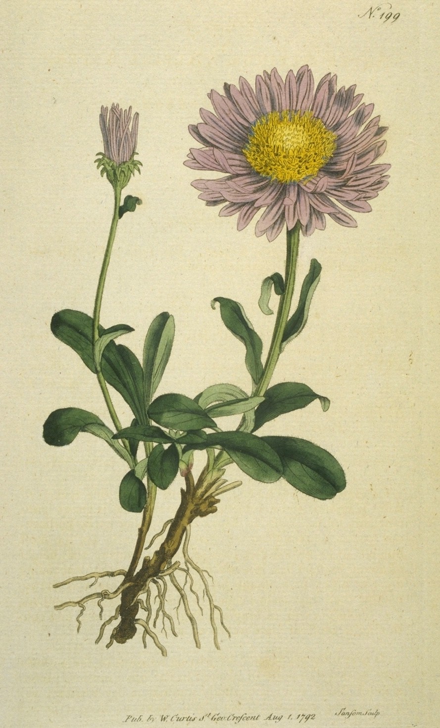 Antique Prints Blog: Botanical prints by William Curtis