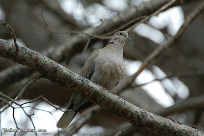 Tórtora turca (Streptopelia decaocto)