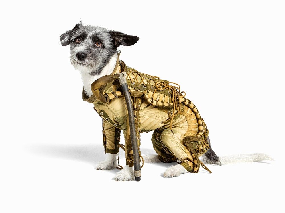 This Soviet Dog Spacesuit Is The Cutest Dog Costume You Will See Today! Vintage Everyday