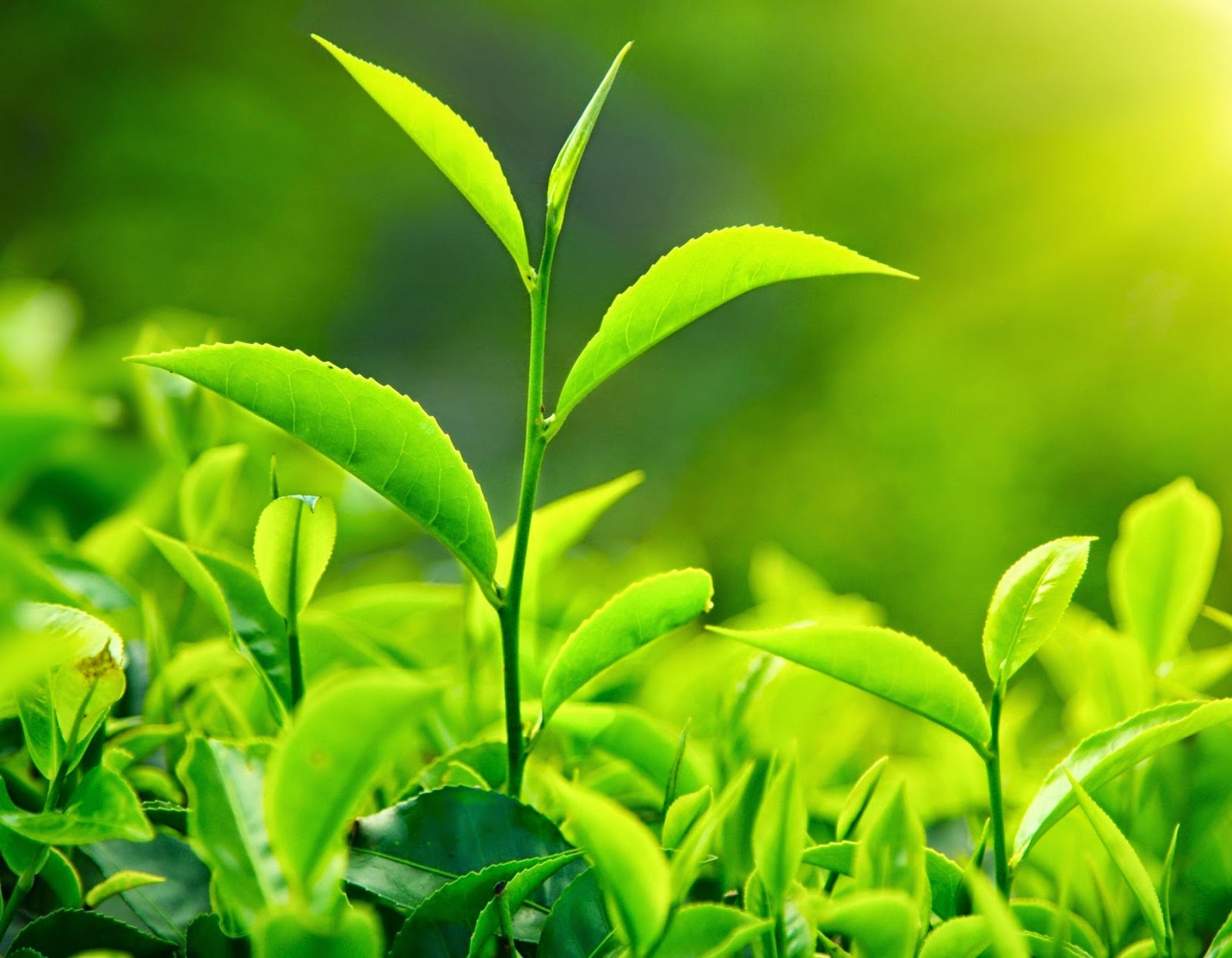 Benefits of Green Tea Home Remedies