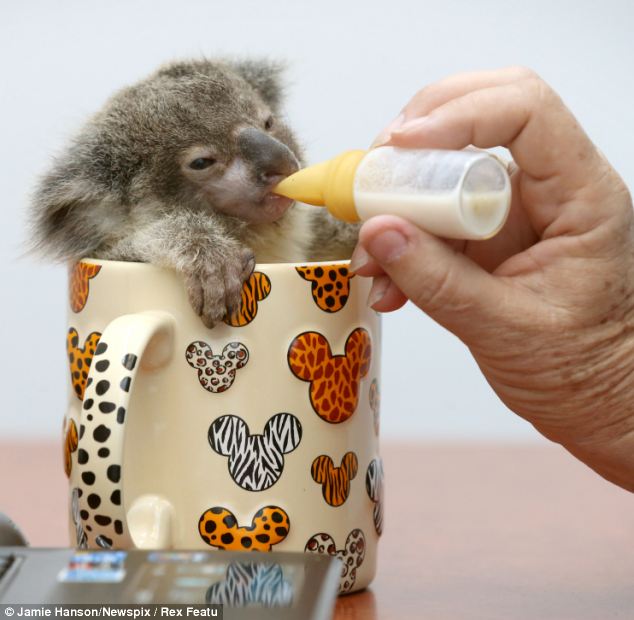 Cute baby koala was found abandoned on a roadside (5 pics) Amazing